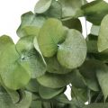 Floristik24 Branches d&#39;Eucalyptus Conservées Feuilles Rondes Vertes 150g