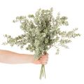 Branche d'eucalyptus artificielle, branche décorative pour vases et bouquets, 49 cm, lot de 4 | Floristik24.be