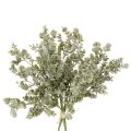 Branche d'eucalyptus