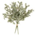 Branche d'eucalyptus