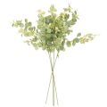 Branche d'eucalyptus