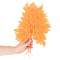Frondes de fougère séchées et conservées pour l'art floral et la décoration automnale, 42 cm, lot de 10. | Floristik24.be