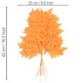 Frondes de fougère séchées et conservées pour l'art floral et la décoration automnale, 42 cm, lot de 10. | Floristik24.be