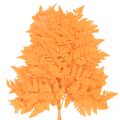 Frondes de fougère séchées et conservées pour l'art floral et la décoration automnale, 42 cm, lot de 10. | Floristik24.be