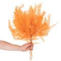 Branche de fougère séchée, 60 cm, lot de 10. | Floristik24.be