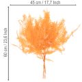 Branche de fougère séchée, 60 cm, lot de 10. | Floristik24.be