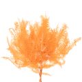 Branche de fougère séchée, 60 cm, lot de 10. | Floristik24.be