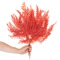 Fougères, fleurs séchées et préservées, décoration d'automne, 60 cm, 10 pièces | Floristik24.be