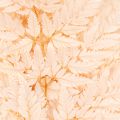 Fougère séchée décorative pour vase 42 cm, lot de 10 | Floristik24.be
