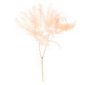 Floristik24 Frondes de fougère séchées, décoration de fougère pour vases, 60 cm, lot de 10