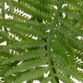 Branche de fougère artificielle, plante verte décorative pour compositions florales, 80 cm | Floristik24.be