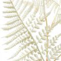 Floristik24 Fougère feuille décorative, plante artificielle, branche de fougère, feuille de fougère décorative blanche L59cm