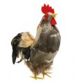 Floristik24 Décoration coq et poule de Pâques avec plumes H26cm naturel lot de 2