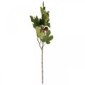 Floristik24 Branche de figuier, branche déco, déco fruits figues déco 79cm