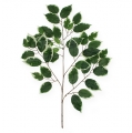 Floristik24 Branche décorative Branche de ficus 58cm