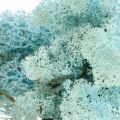Floristik24 Mousse de décoration bleu clair aigue-marine mousse de renne mousse artisanale 400g