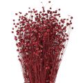 Floristik24 Lin rouge bordeaux séché, décoration, fleurs séchées, L55cm, 80g