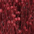 Lin rouge bordeaux séché, décoration, fleurs séchées, L55cm, 80g | Floristik24.be