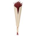 Lin rouge bordeaux séché, décoration, fleurs séchées, L55cm, 80g | Floristik24.be