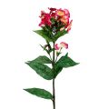 Floristik24 Fleur de flamme rose 72cm