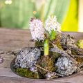 Floristik24 Décoration naturelle lichen avec mousse grise 500g