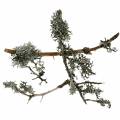 Floristik24 Mousse de lichen mousse grise avec branches 750g