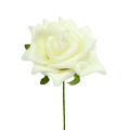 Mousse Rose Ø7,5cm Crème 18 pcs | Floristik24.be