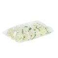 Mousse Rose Ø7,5cm Crème 18 pcs | Floristik24.be