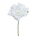 Floristik24 Rose mousse Ø 7.5cm blanc 18p