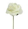 Mousse Rose Ø3,5cm Crème 48 pcs | Floristik24.be