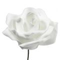 Floristik24 Roses en mousse blanches Ø5cm 12pcs