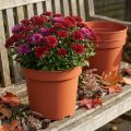 Cache-pot plastique Ø23cm 10pcs | Floristik24.be