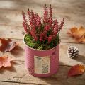 Pot de fleurs décoratif rond en métal violet de style vintage, Ø 8 cm, H 7,5 cm | Floristik24.be