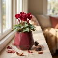 Cache-Pot Jardinière Céramique Rouge Hexagonal Ø10cm H9cm | Floristik24.be