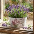Jardinière lavande bol à fleurs en plastique rond Ø21cm H11cm | Floristik24.be