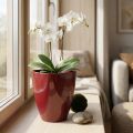 Pot à orchidées brillant Ø12,5cm Bordeaux 1 pce | Floristik24.be