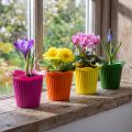 Pot de fleurs en plastique Ø9cm, lot de 25 | Floristik24.be
