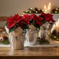 Jardinière argent brillant emballage cadeau Ø5,5cm H6cm 8 pcs | Floristik24.be