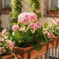 Fleur artificielle de géranium Buisson de géranium rose artificiel 7 fleurs H38cm | Floristik24.be