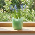 Pot en verre Ø7,8cm H8cm Vert menthe | Floristik24.be