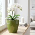 Pot à orchidées brillant Ø12,5cm vert olive 1 pièce | Floristik24.be