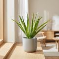 Aloe Vera artificiel Vert 26cm | Floristik24.be