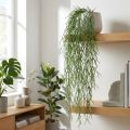 Vrilles décoratives, cactus corail, suspension artificielle Rhipsalis Vert L120cm | Floristik24.be