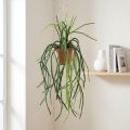Panier suspendu cactus corail artificiel Rhipsalis H87cm | Floristik24.be
