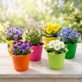 Pot de fleur en plastique Ø6,5cm 25 pcs | Floristik24.be
