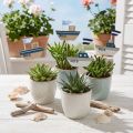 Bouchon décoratif bateau bois blanc bleu naturel 8cm H37cm 24 pcs | Floristik24.be