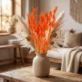 Décoration florale séchée de queue de lièvre orange 50-60 cm 50 g - Lagurus veloutés pour la décoration de table et les loisirs créatifs | Floristik24.be