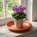 Soucoupe « Linda » Ø18cm en terre cuite | Floristik24.be