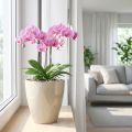 Pot à orchidées brillant Ø12,5cm sable 1 pce | Floristik24.be