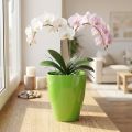 Pot à orchidées brillant Ø12,5cm citron vert 1 pce | Floristik24.be